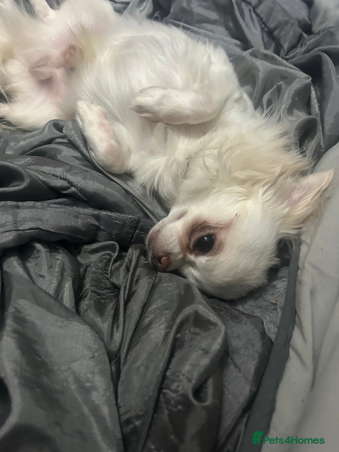 Chihuahua dogs for sale: Puppies chihuahuas 1 boy and 2 little princesses  - Image 8