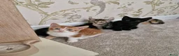 Mixed Breed cats for sale: Kittens Ready Now in Basildon - Advert 32