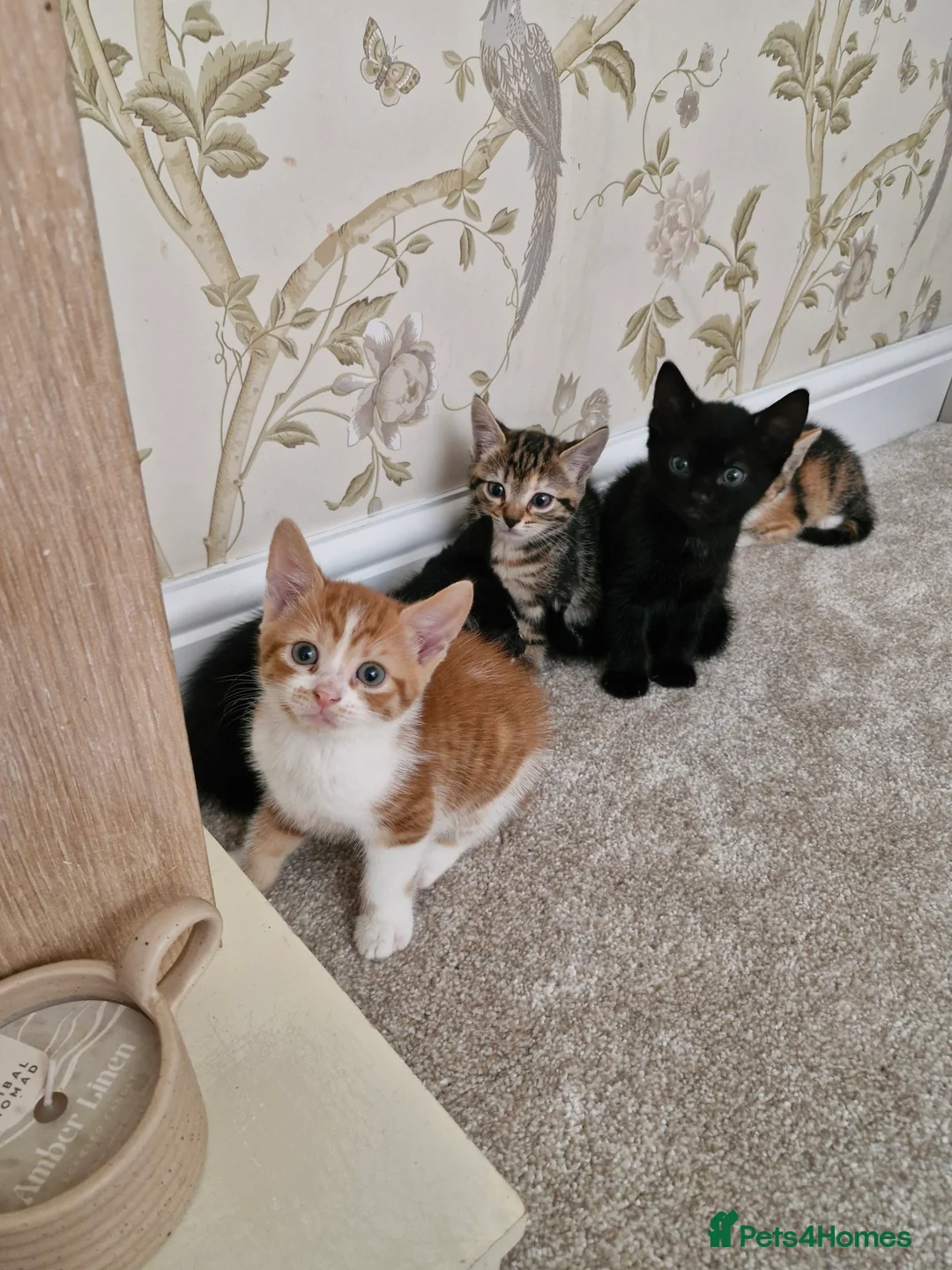 Mixed Breed cats for sale: Kittens Ready Now in Basildon - Advert 32