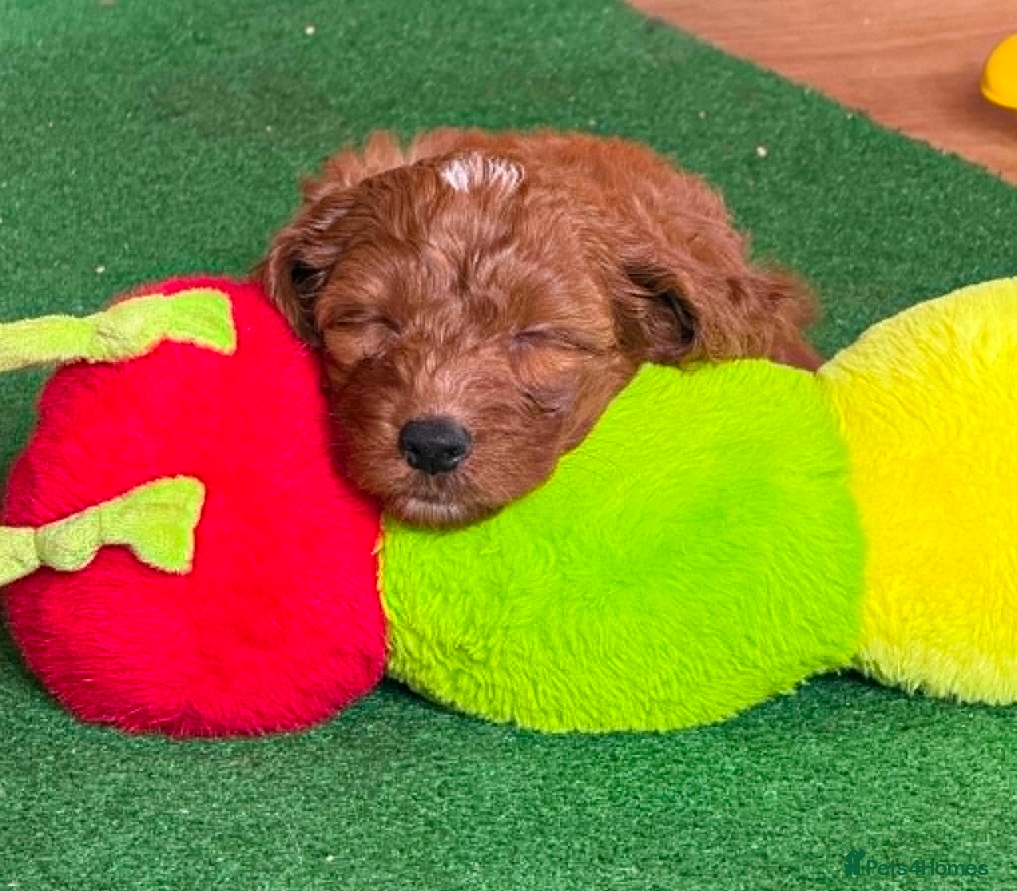 Cockapoo dogs WOW! stunning F1 litter, 3rd gen of my breeding.  - Advert 5