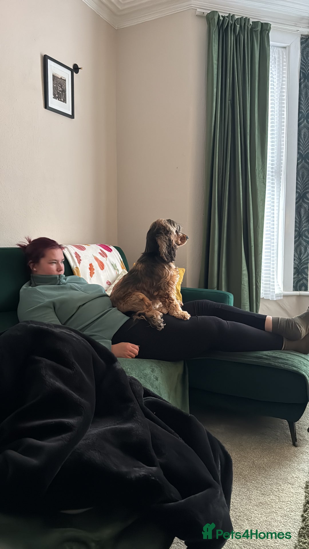 Cocker Spaniel dogs for sale: 3 year old cocker (Fern) - Advert 7