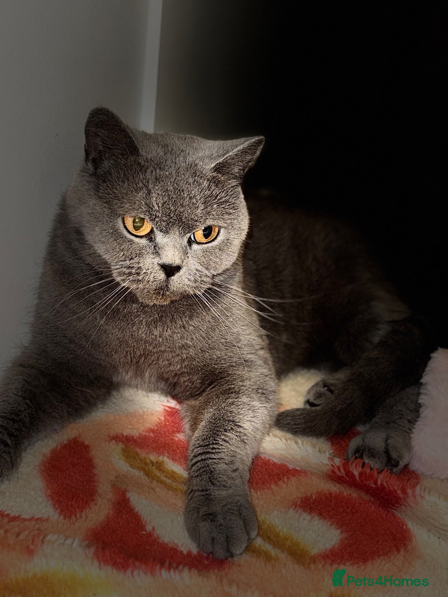 British Shorthair cats Lovely British female  - Advert 1