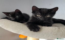 Mixed Breed cats for sale: Russian Blue mix breed kittens  - Image 1