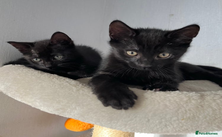 Mixed Breed cats - Advert 16