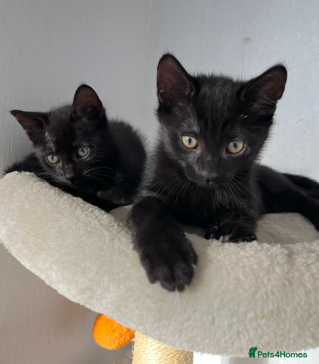 Mixed Breed cats for sale: Russian Blue mix breed kittens  - Image 1