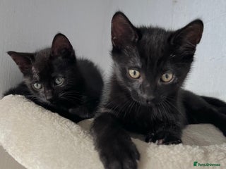 Mixed Breed cats - Advert 23