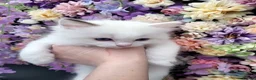 Ragdoll cats for sale: Purebred registered Ragdolls in Edenbridge - Advert 17