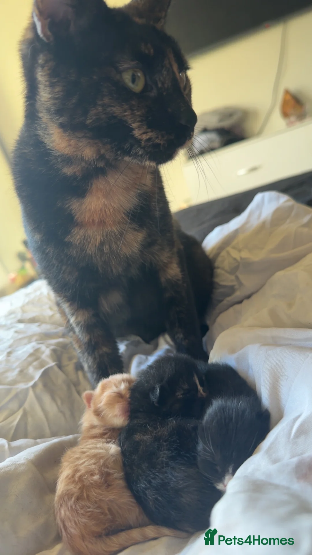 Mixed Breed cats for sale: 2 kittens for sale - Advert 1