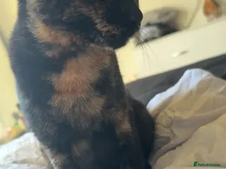 Mixed Breed cats 2 kittens for sale - Advert 9