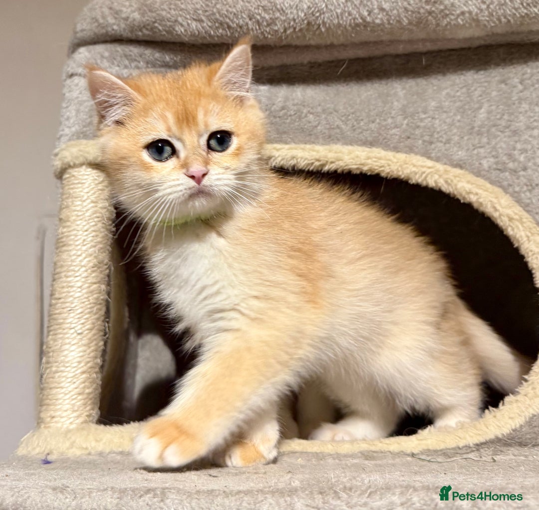 British Shorthair cats for sale: ⭐️Golden and Blue Golden Chinchilla kittens⭐️ - Advert 18