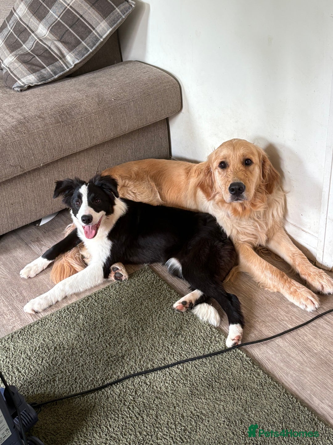 Border Collie dogs for sale: 6 month Border collie girlie for WORKING home - Image 5
