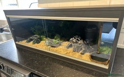 King Snake reptiles for sale: Mexican Black Kingsnake & Full Setup  - Image 7