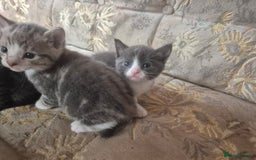Egyptian Mau cats for sale: Egyptian mau x - Image 14