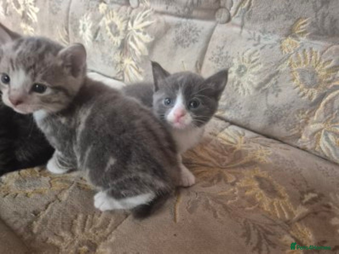 Egyptian Mau cats for sale: Egyptian mau x - Image 14