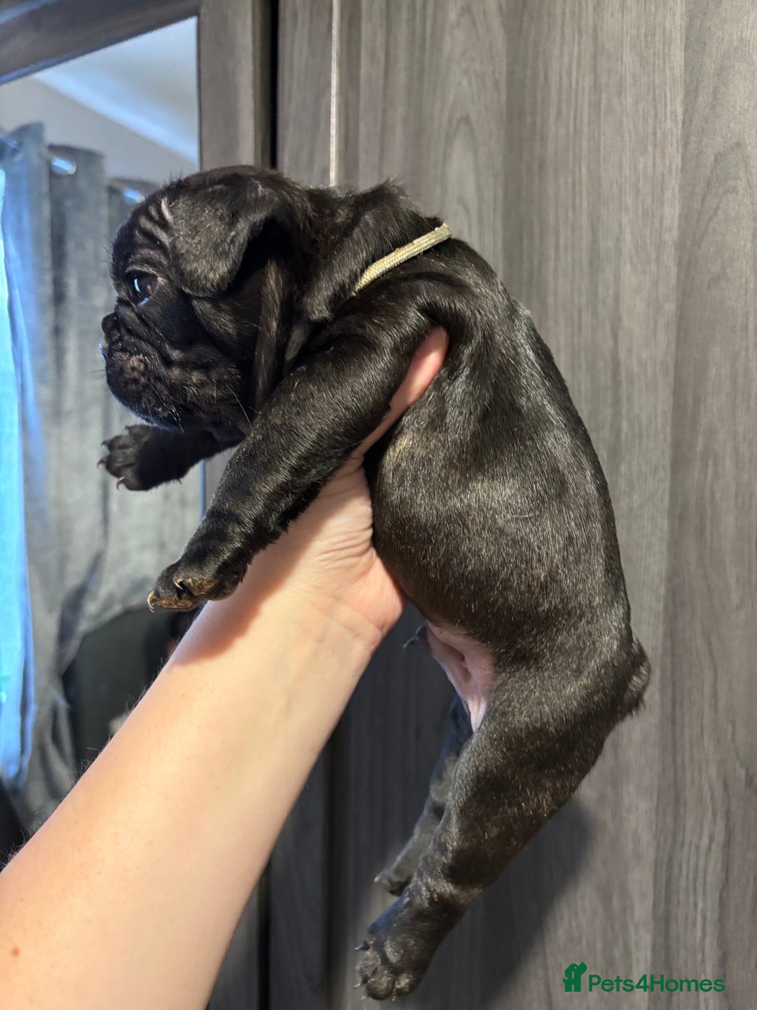 French Bulldog dogs for sale: French bulldog puppies  - Image 20