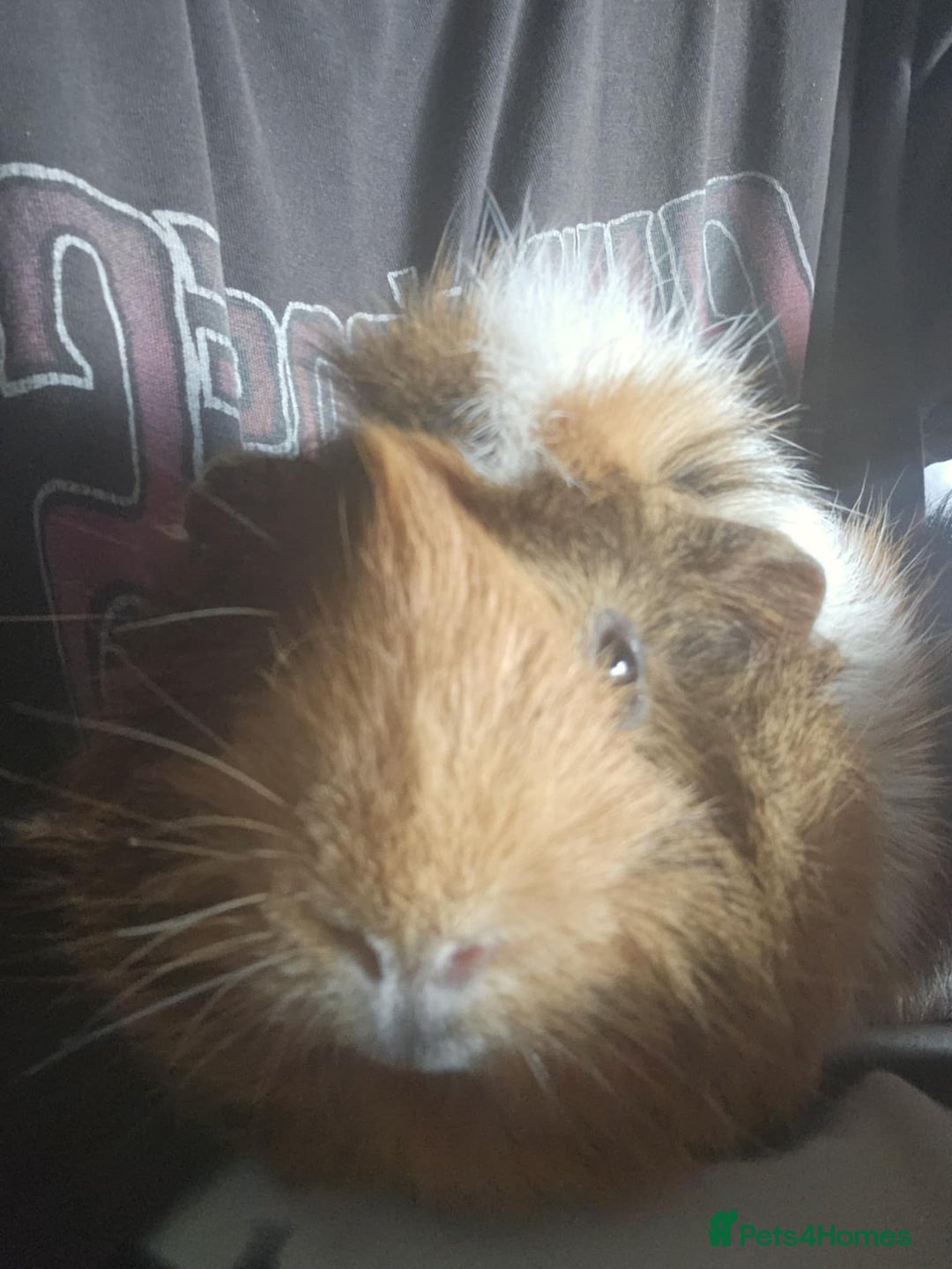 Guinea Pig rodents for sale: 2 female guinea pigs. Includes;  - Image 2