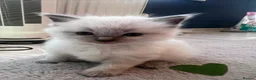 Ragdoll cats for sale: Gorgeous Ragdoll kittens for sale - Advert 31