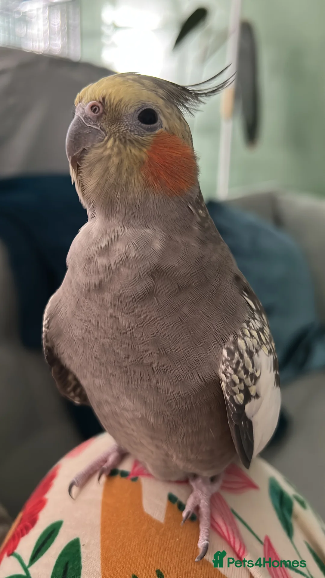 Cockatiels birds for sale: Two Loving Female Cockatiels for Rehoming - Advert 8