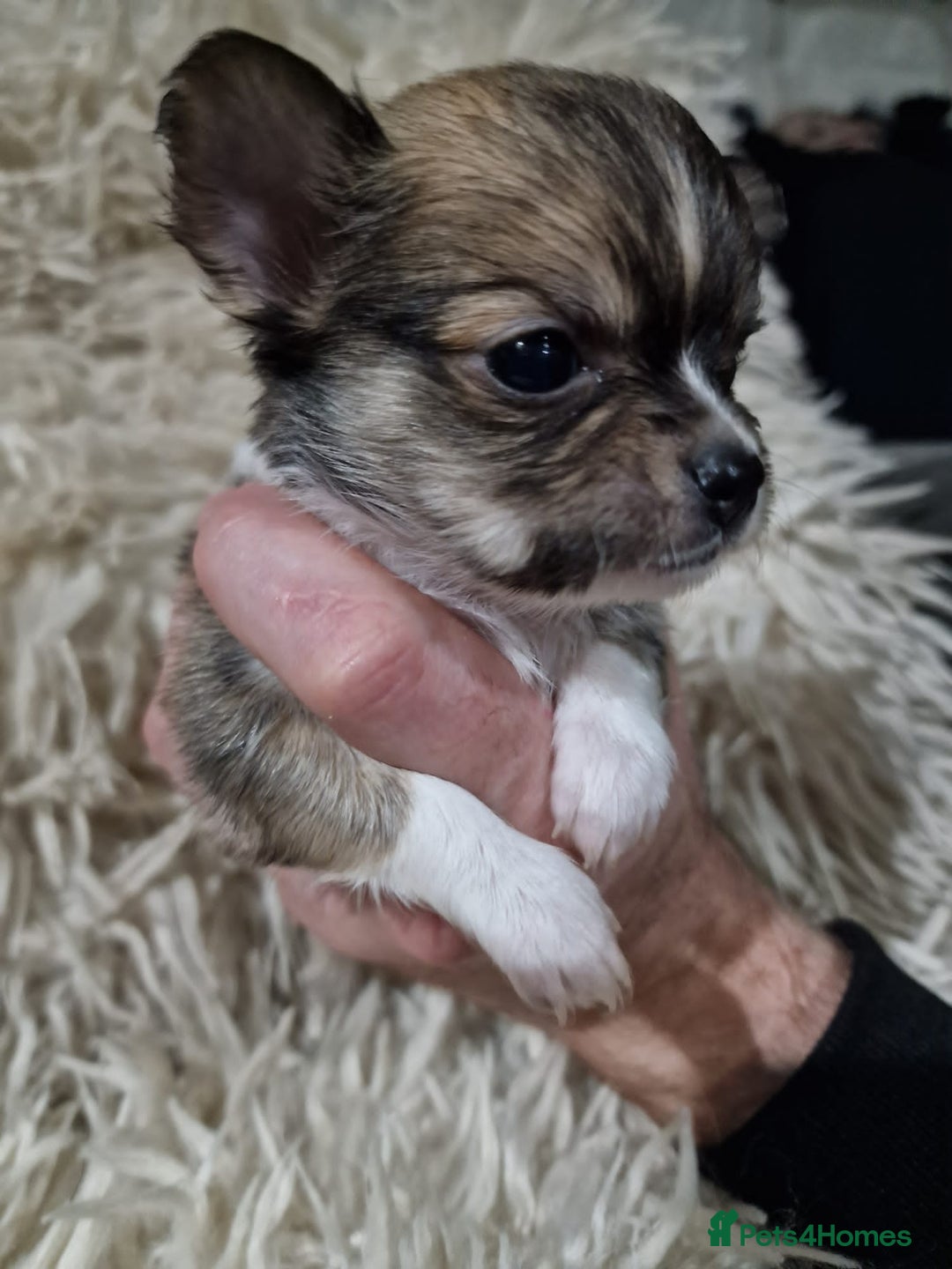 Chihuahua dogs for sale: Small chihuahuas - Advert 5
