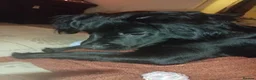 Springador dogs for sale: 8 month old springador Oreo  in Bolton - Advert 17