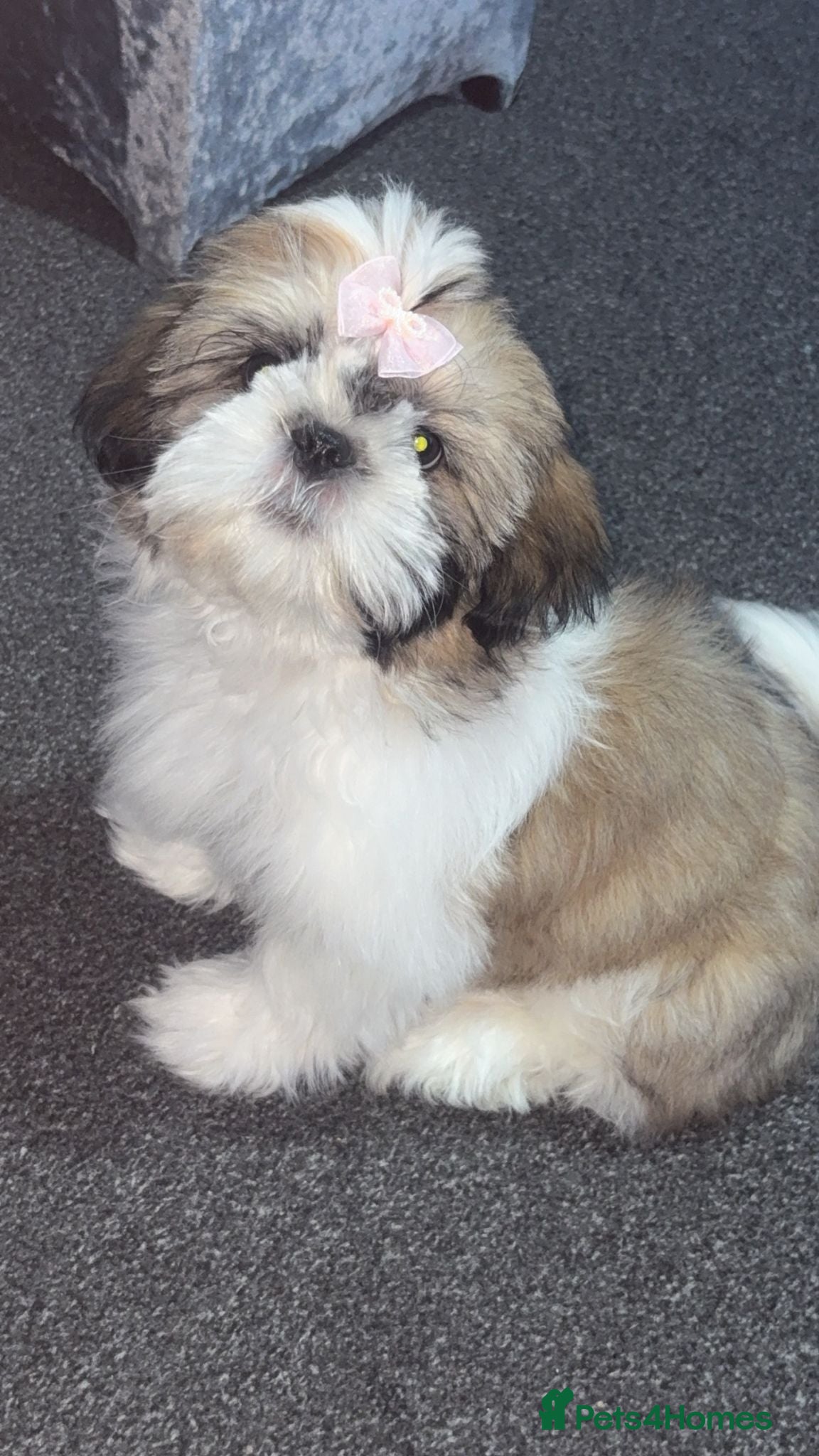 Shih Tzu dogs for sale: Shih Tzu in Nelson - Advert 9