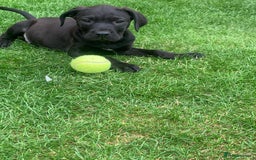 Presa Canario dogs for sale: Presa canario puppies ready now 2 boys 1 girl left - Image 2