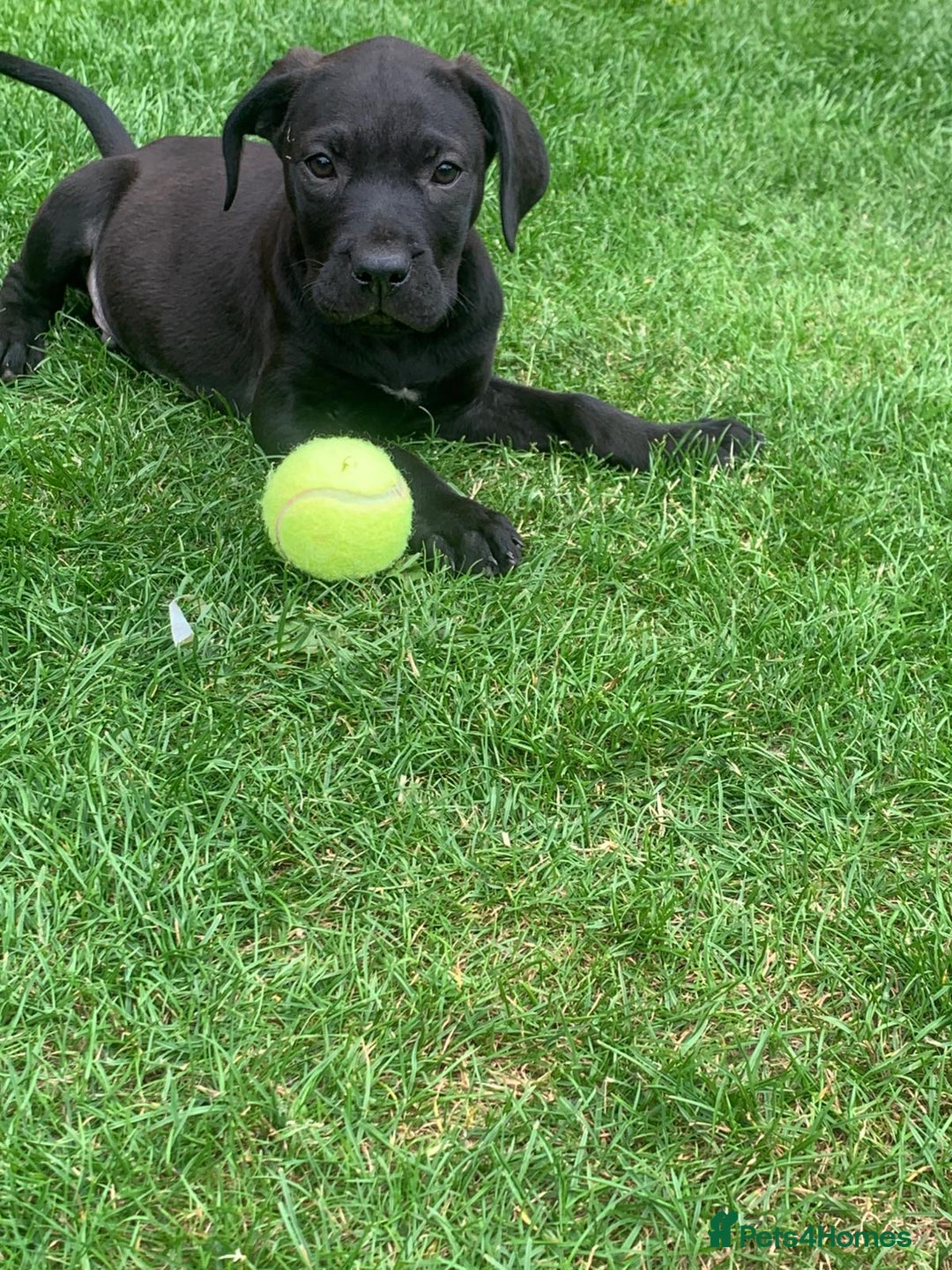 Presa Canario dogs for sale: Presa canario puppies ready now 2 boys 1 girl left - Image 2