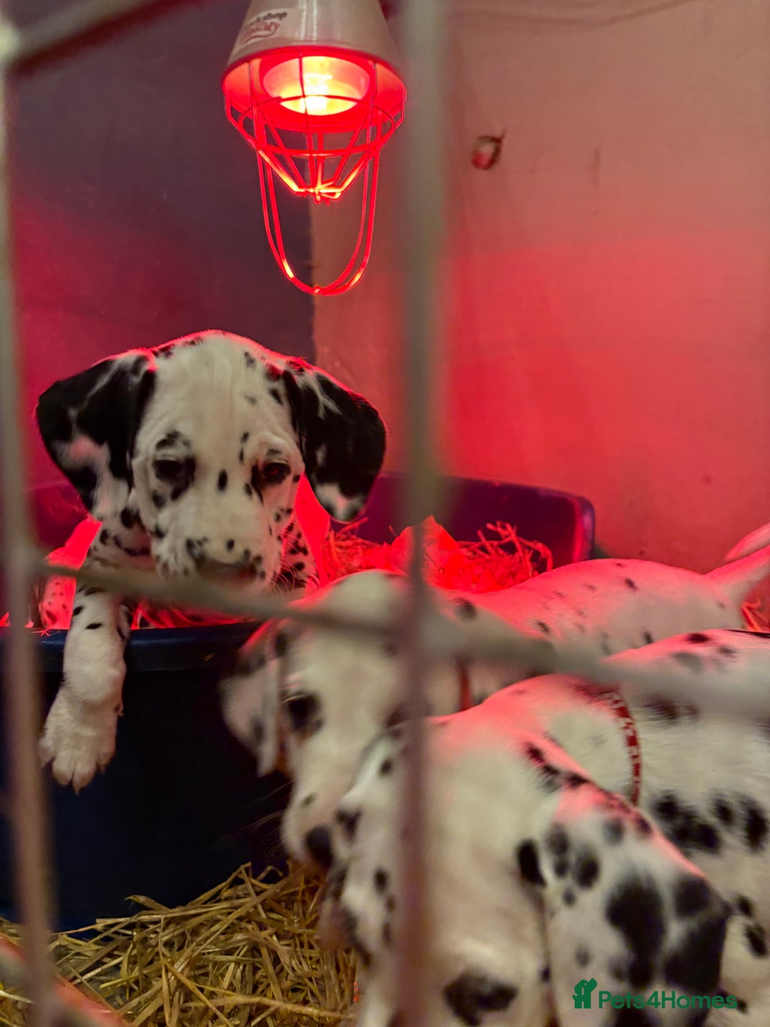 Dalmatian dogs for sale: The most beautiful beautiful Dalmatian puppies  - Advert 6