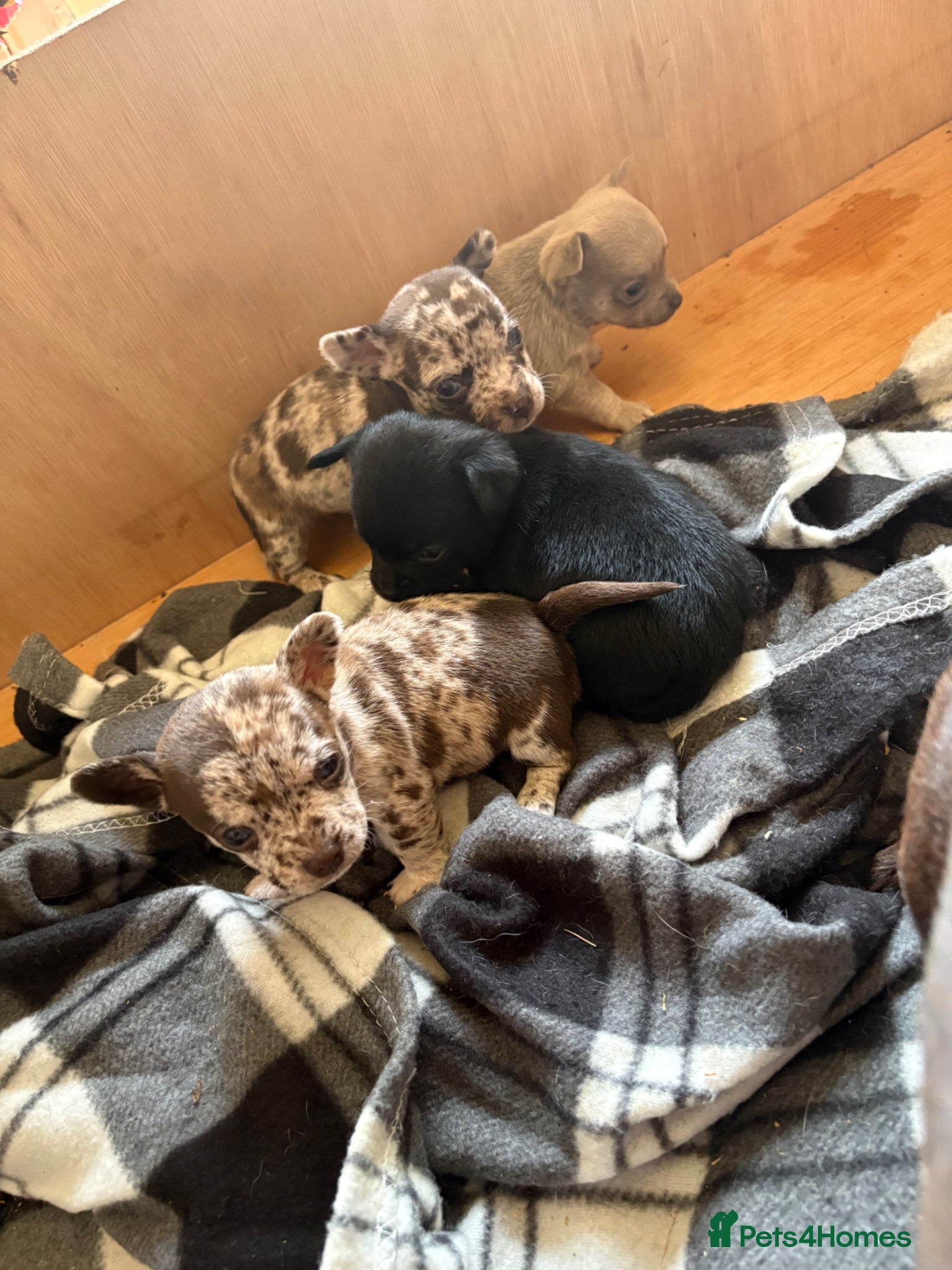 Chihuahua dogs 5* purebred apple head chihuahuas - Advert 1