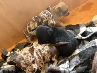 Chihuahua dogs 5* purebred apple head chihuahuas - Advert 1
