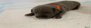 Staffordshire Bull Terrier 7