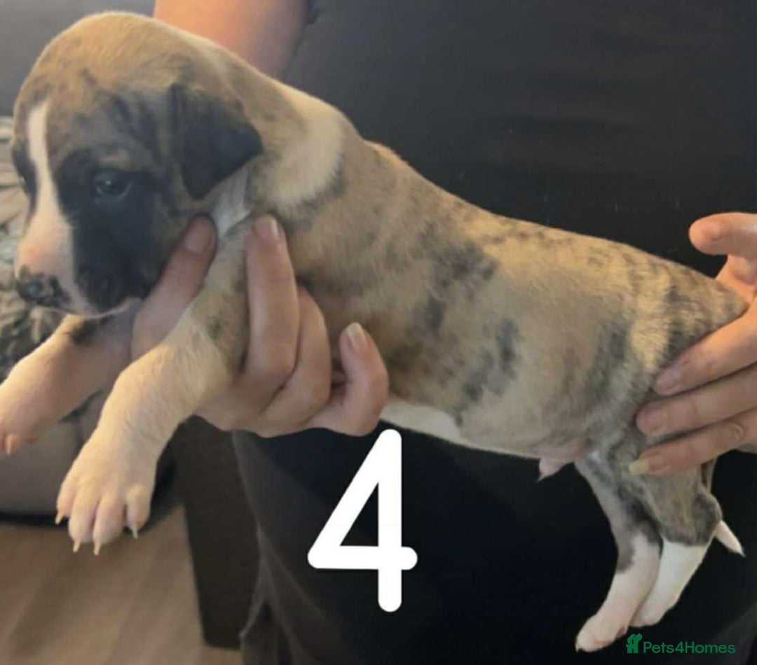 Whippet dogs for sale: Superb Whippet Puppies  - Image 7