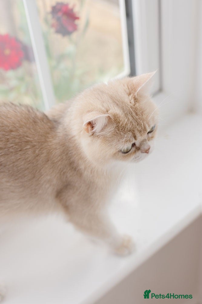 British Shorthair cats Beautiful BSH AY12 Golden Blue Female - Advert 2