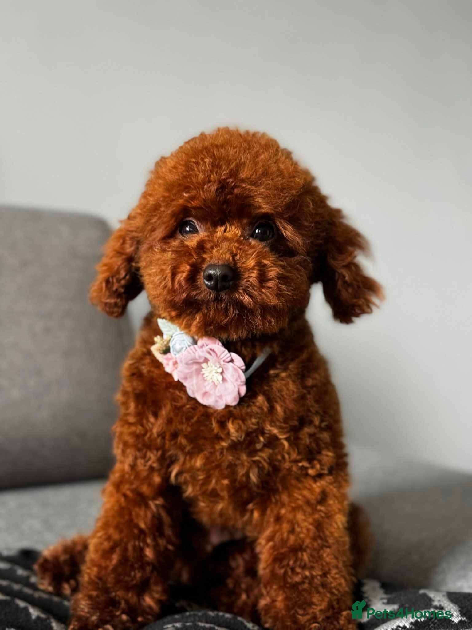 Toy Poodle dogs Beautiful Asian Toy Poodle - Advert 8