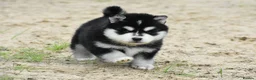 Pomsky dogs for sale: Genuine Pomsky puppies from health tested parents - Advert 10