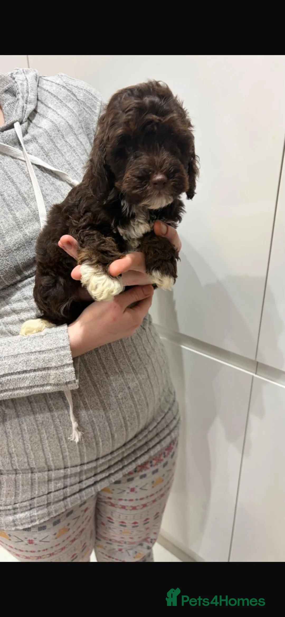 Shihpoo dogs for sale: Toy Shihpoo Mix Litter - Advert 9