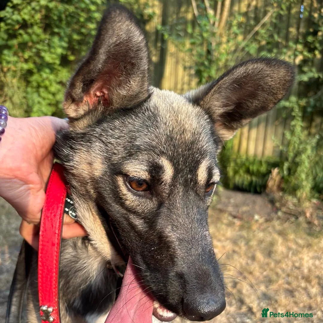 Mixed Breed dogs for adoption: Meet Skye☁️💕 in Bournemouth - Advert 2