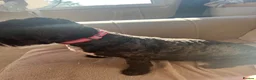 Shihpoo dogs for sale: Gorgeous f1 Shih poo puppies - Advert 7