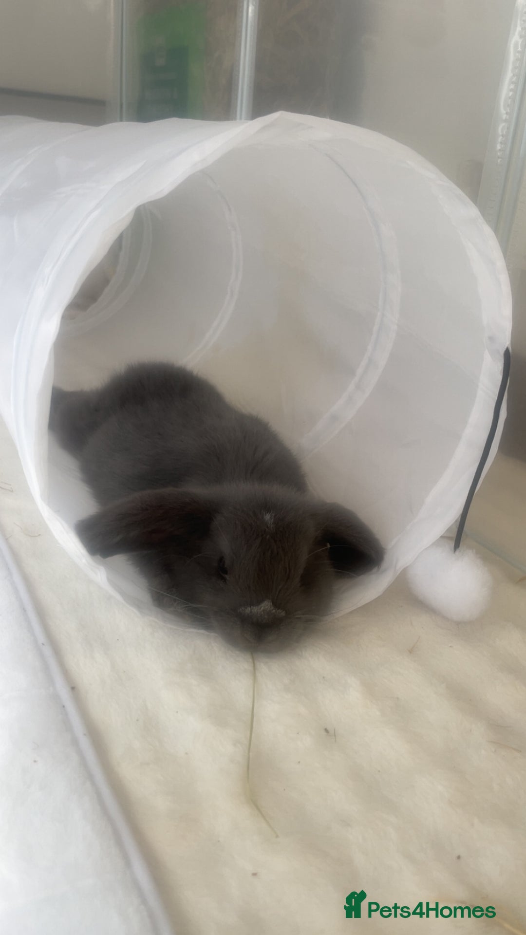 Mini Lop rabbits for sale: gorgeous mini lop girl for sale! - Advert 3