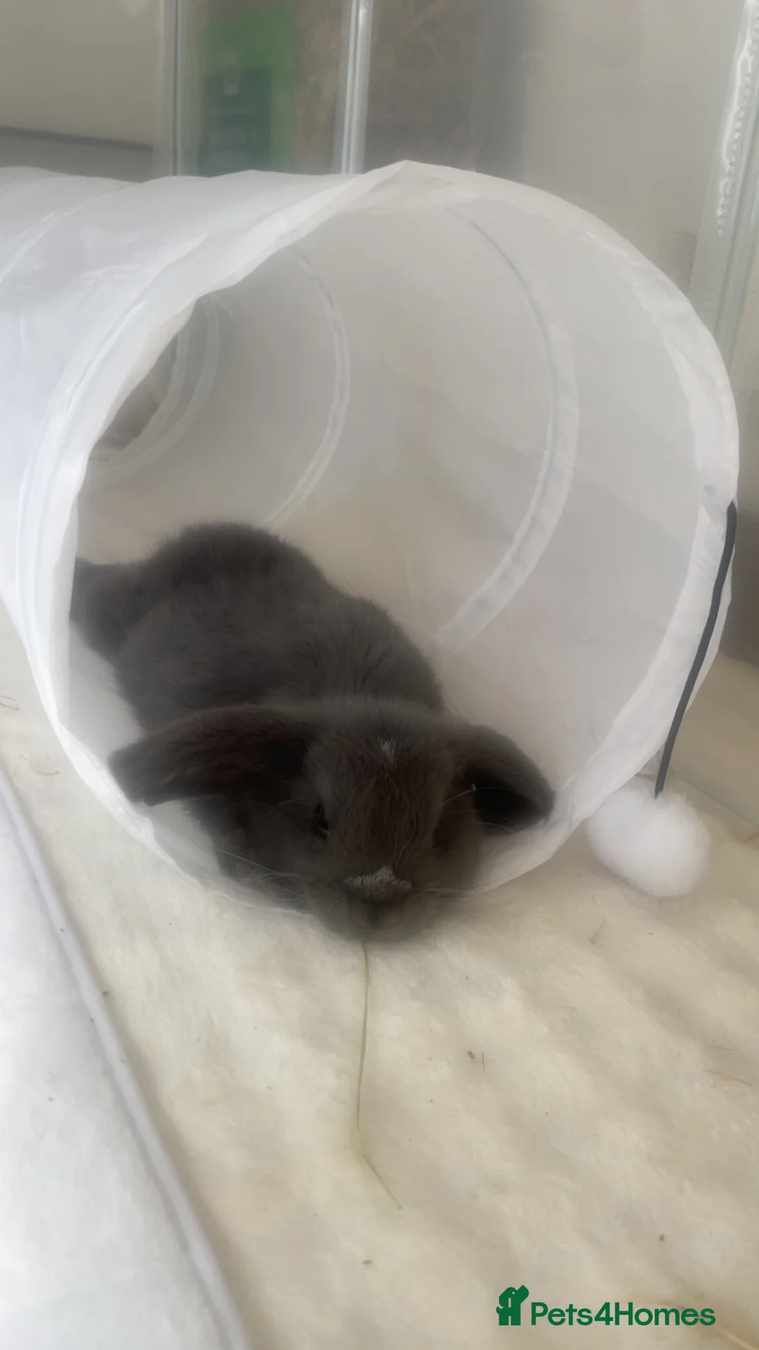 Mini Lop rabbits for sale: gorgeous mini lop girl for sale! - Advert 3