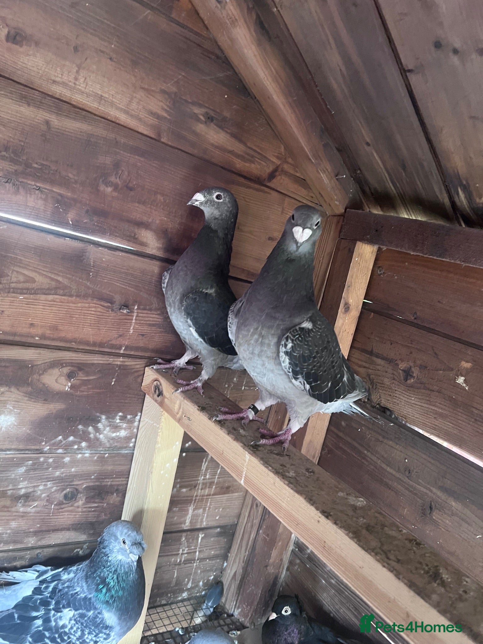 Pigeons birds Pigeons  - Advert 1