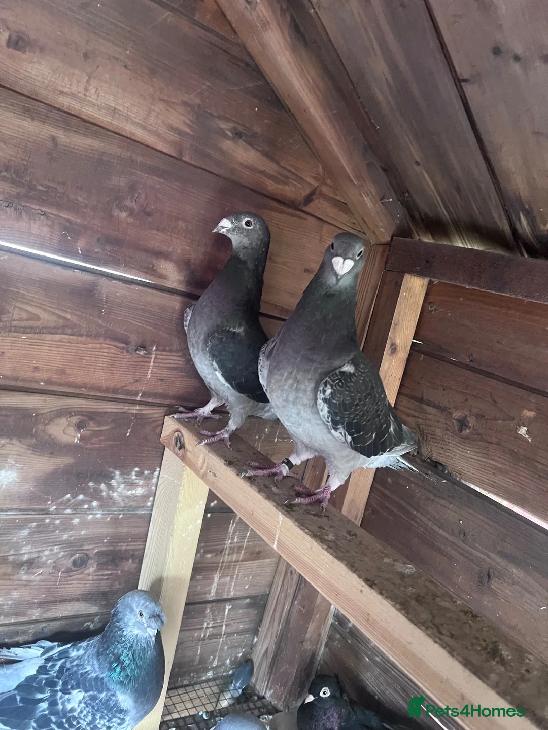 Pigeons birds for sale: Pigeons  - Advert 1