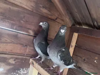 Pigeons birds Pigeons - Advert 2