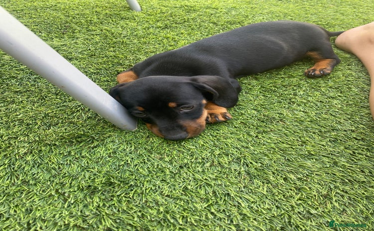 Dachshund dogs - Advert 1