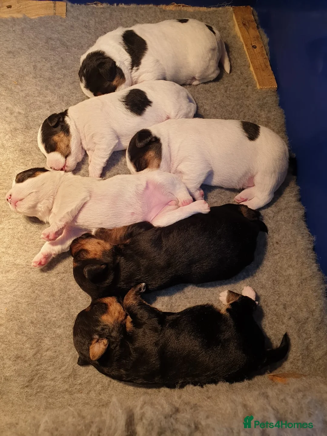 Norfolk Terrier dogs for stud: 3/4 Norfolk x 1/4 Jack Russell proven stud in Burton-on-Trent - Advert 3