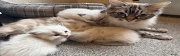 Ragdoll cats for sale: Stunning ragdoll kittens. Fully vet checked. - Advert 10