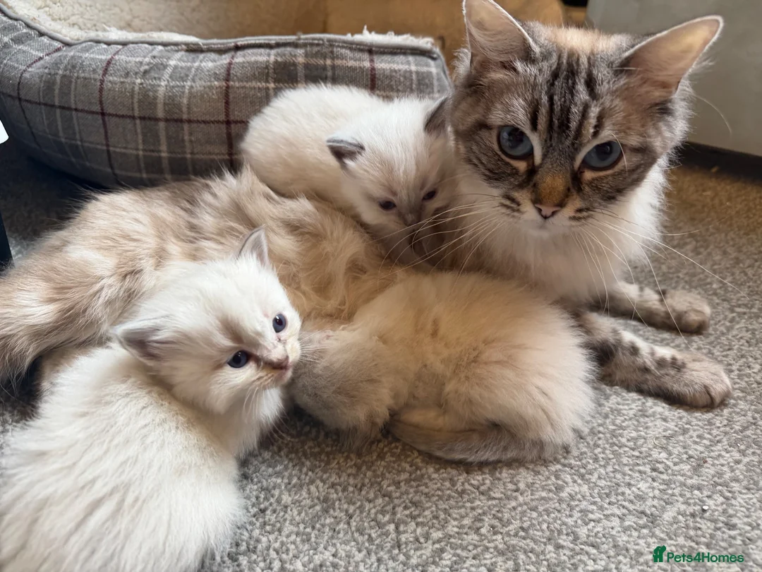 Ragdoll cats for sale: Stunning ragdoll kittens. Fully vet checked. - Advert 10