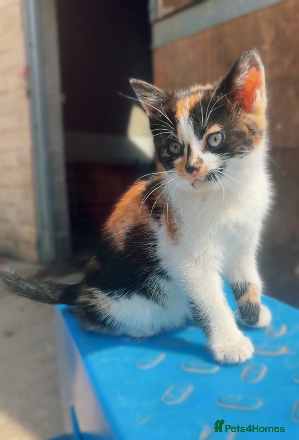Mixed Breed cats Beautiful friendly kittens - Advert 5