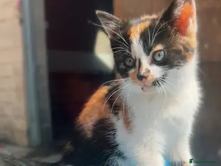 Mixed Breed cats Beautiful friendly kittens - Advert 5