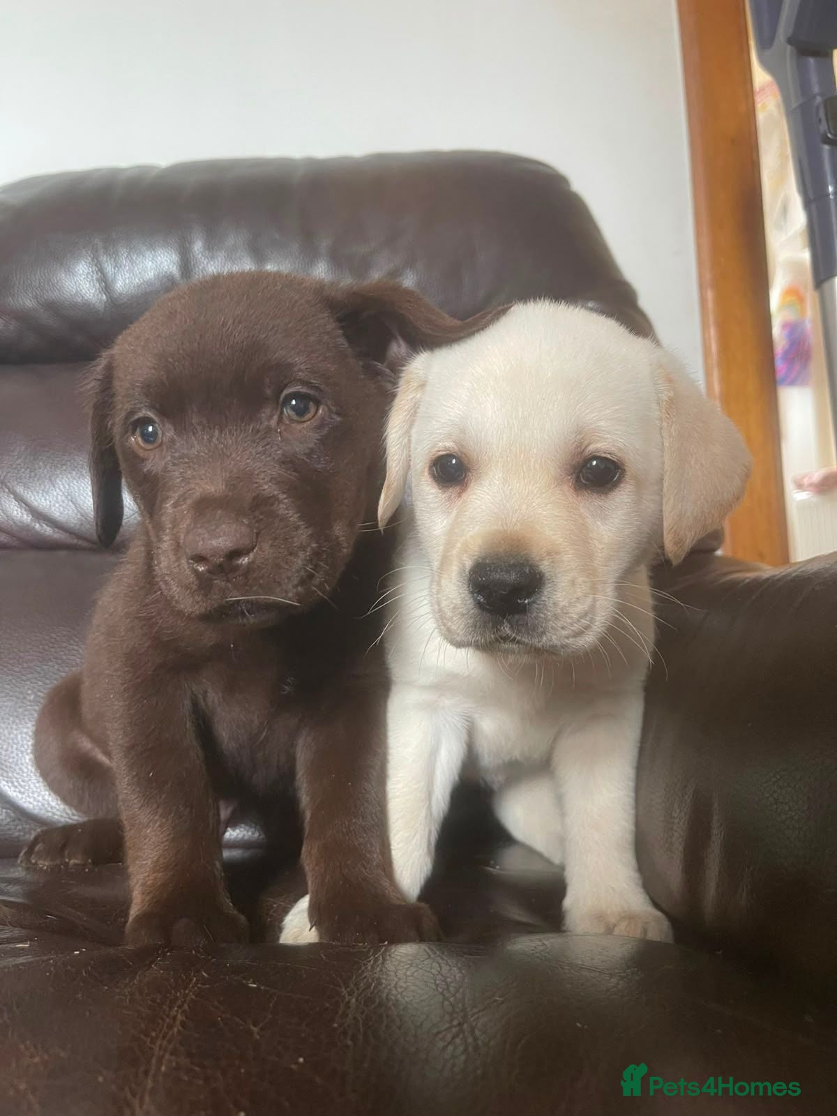 Labrador Retriever dogs Gorgeous Labrador puppies 8 weeks old  - Advert 9